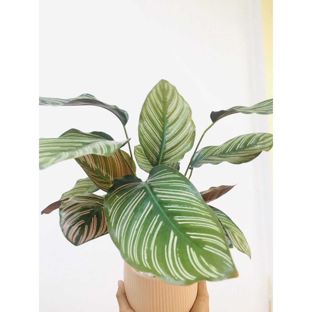 Cây Đuôi Công Thái Calathea ornata để bàn kèm chậu gốm tráng men