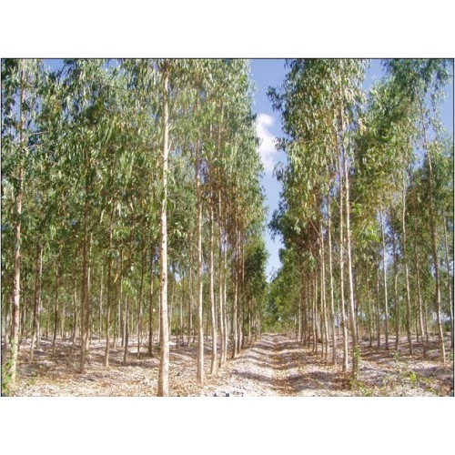 100 gram hạt bạch đàn trắng giống