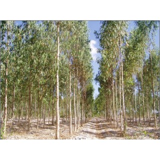 400gram hạt bạch đàn trắng giống