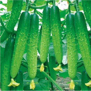Hạt giống Dưa chuột chùm