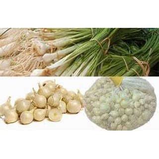 CỦ NÉN LÝ SƠN