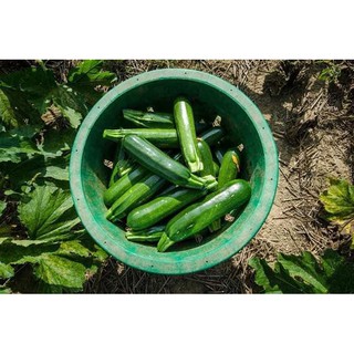 Hạt Giống Bí Ngòi Xanh ( Zucchini )