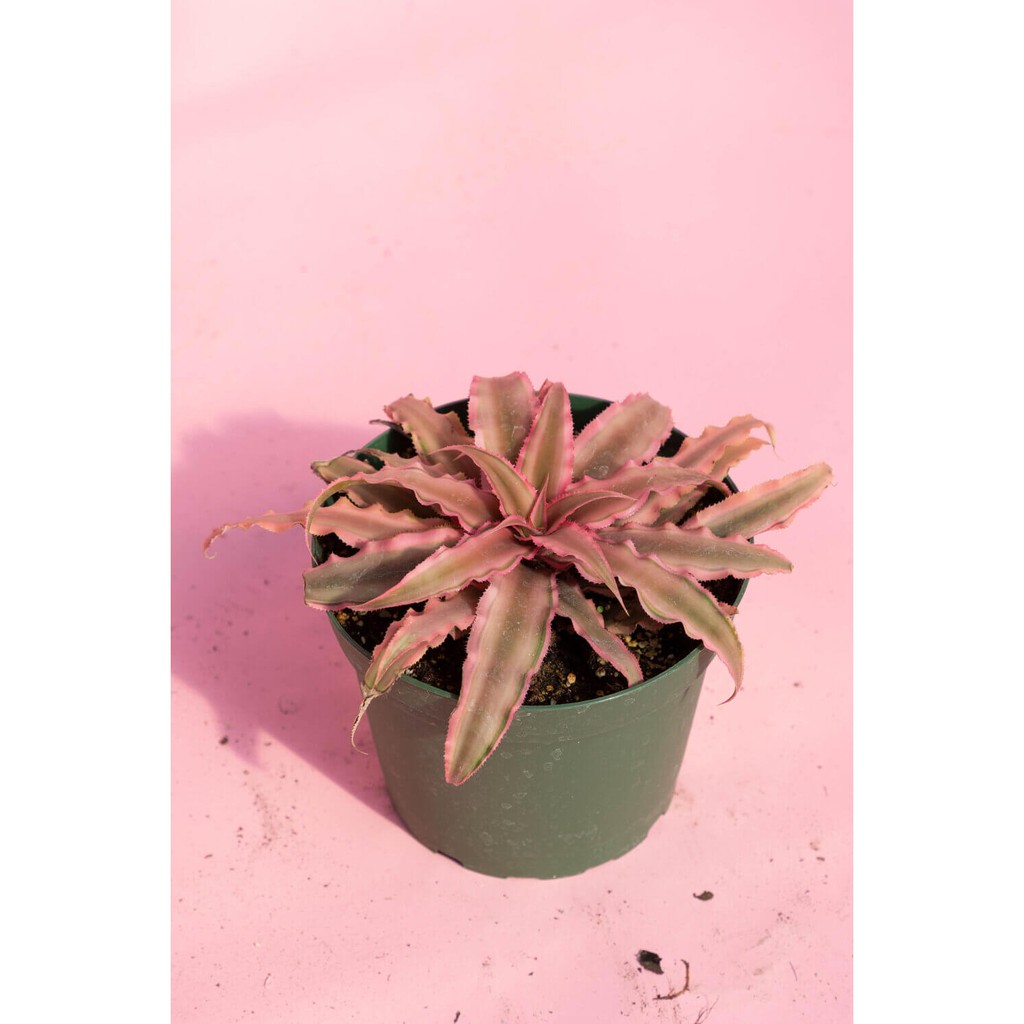 Cây Cryptanthus bivittatus Pink Starlite (Dứa cảnh, Nhung Diệp Tiểu Phụng) chậu nhựa treo