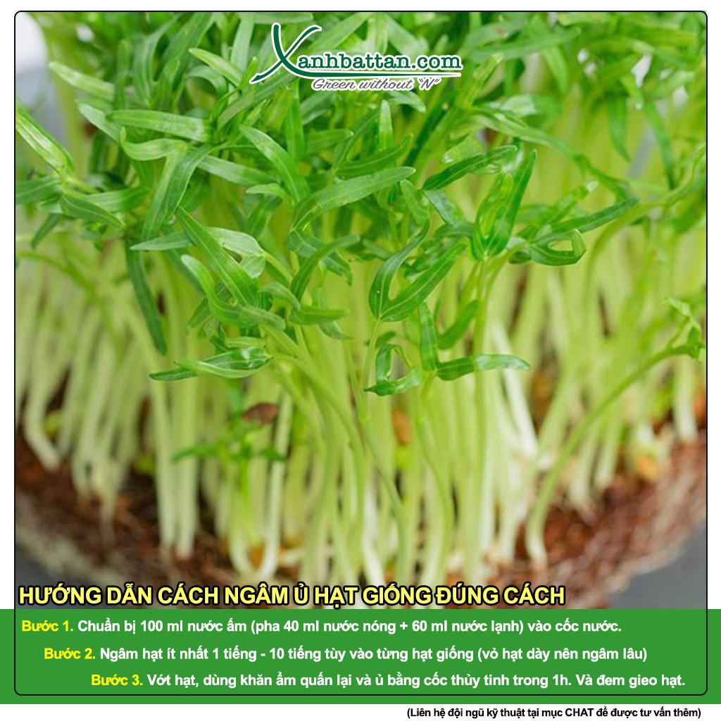 Hạt Giống Mầm Rau Muống Sprouting Radish Hapi Green Gói 120 Gram