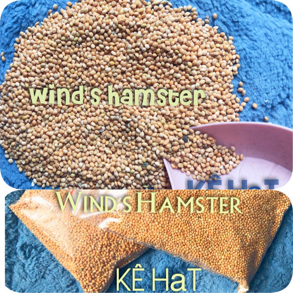 (250gr)- Hạt kê bóng vàng- Thức ăn cho Hamster