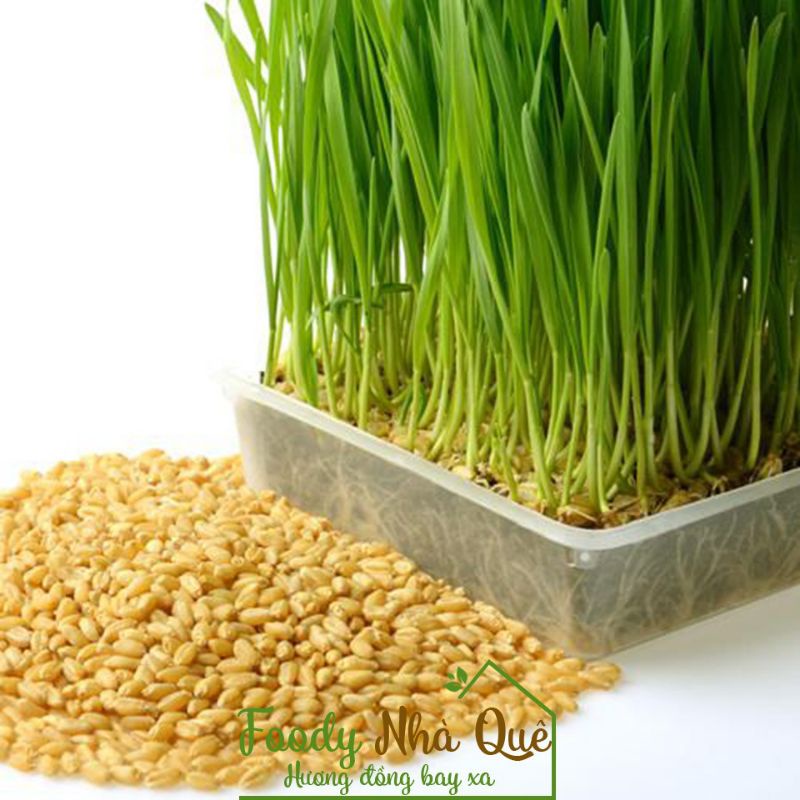 100gr hạt giống cỏ lúa mì hữu cơ nhập khẩu , ép lấy nước , gói 3kg chia lẻ