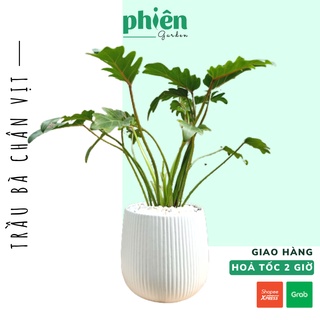 Cây Trầu Bà Chân Vịt, Trầu bà Khía Philodendron Xanadu để bàn đẹp