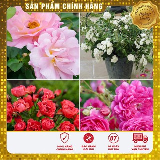 BỘ 05 Gói hoa hồng thơm mini mix TẶNG 1 kích mầm
