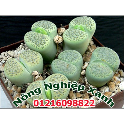 Bộ sản phẩm