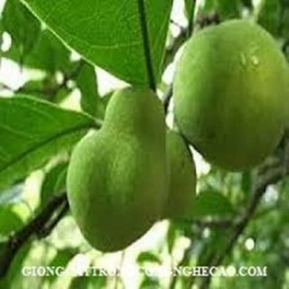Cây chay giống