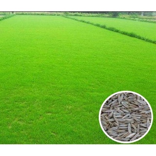 Phân trùn quế (đã qua xử lý) SFARM PB01 - bao 5kg936