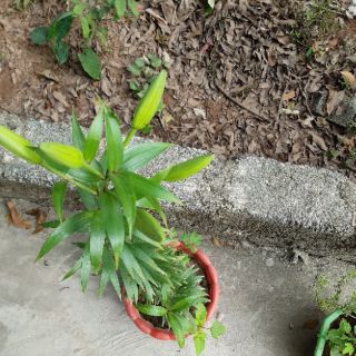 Phân bón nhật japadi chuẩn 100% (combo 15kg)