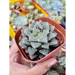 HAWORTHIA - MS01