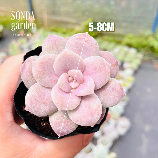 Sen đá dĩa hồng SONDA GARDEN size bé 5-8cm, xuất xứ Đà Lạt, khoẻ đẹp, lỗi 1 đổi 1