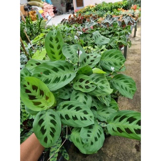 Cây đuôi công Maranta leuconeura