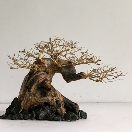 LŨA BONSAI - LŨA THUỶ SINH - Bonsai Mini Linh Sam Ghép Tán Xương