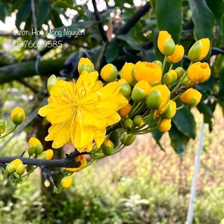 (1 cây) Cây mai đại lộc - say hoa, lâu tàn (cao 25-50cm)