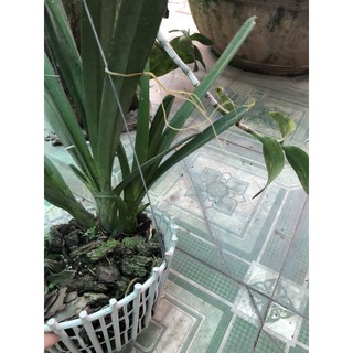 kiếm lùn mặt hoa xổ số