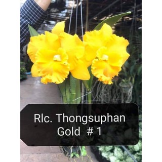 Hoa lan catt thongsuphan gold1