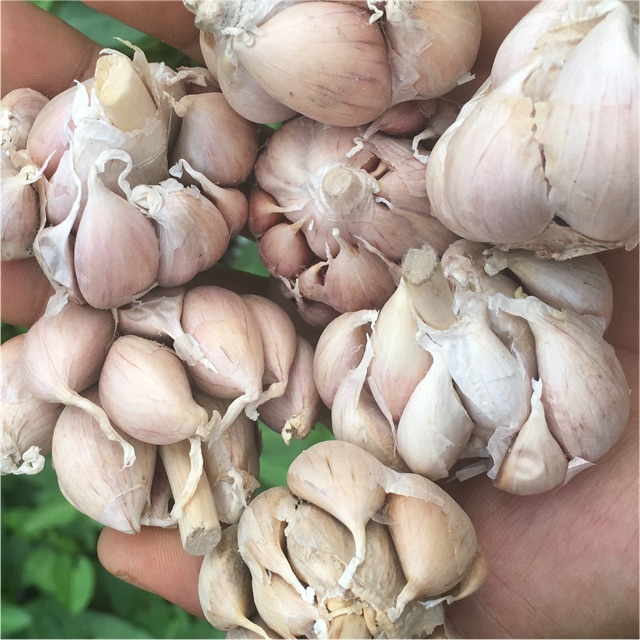 10 HŨ 5DA HEO XÓC TỎI 90g VÀ 5RONG BIỂN CHÁY TỎI 60g | BigBuy360 - bigbuy360.vn