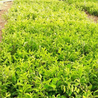 20 Cây Chuỗi Ngọc