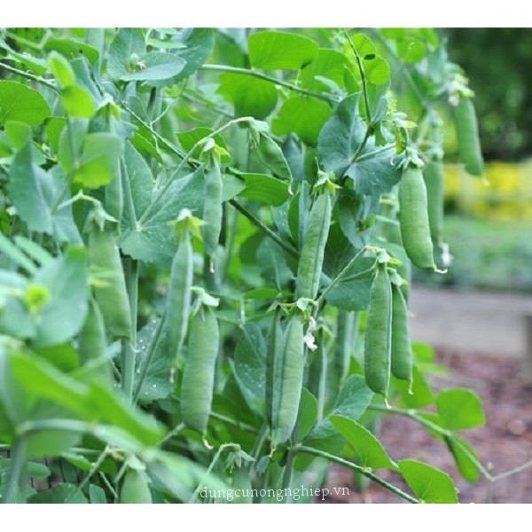 Hạt giống đậu Hà Lan - 10 hạt