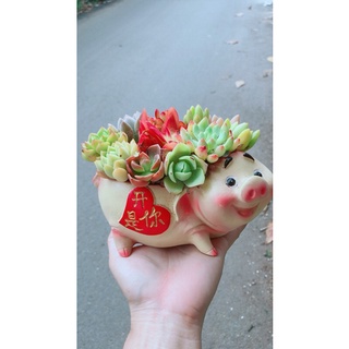 Chậu Cây Sen Đá Tiểu Cảnh