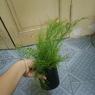 Cây liễu tường hoa đỏ