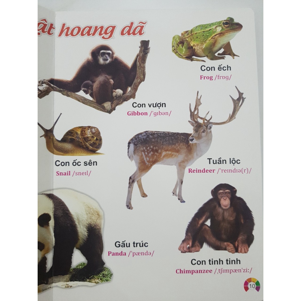 Sách - Từ điển bằng tranh Động Vật