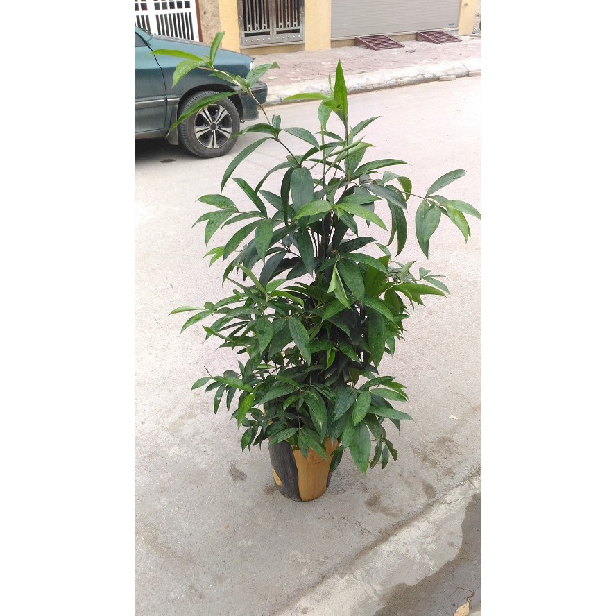 Chậu cây TRÚC NHẬT-Ý TRÍ KIÊN CƯỜNG-MANG LẠI MAY MẮN CHO GIA CHỦ