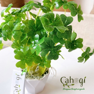 Cây Giả - Cây Cỏ May Mắn