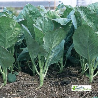 10g hạt giống cải rổ xtra