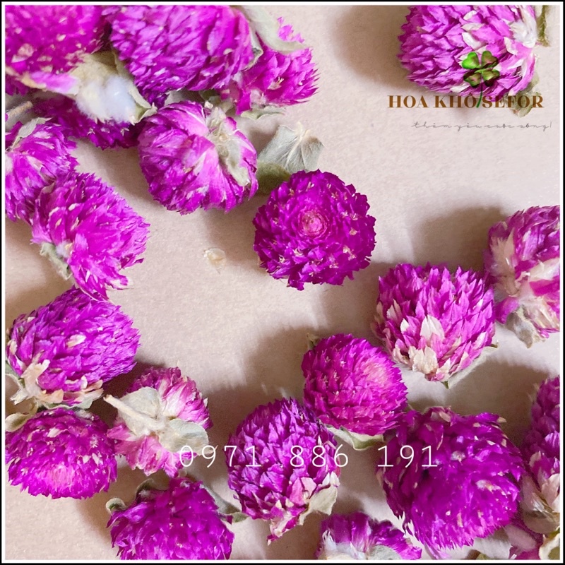 Đầu bông Cúc Bách Nhật khô ❤️Hoa Cúc khô- hoa khô ❤️ trang trí handmade, nguyên liệu làm nến thơm