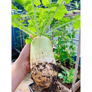 Hạt giống củ cải hàn quốc