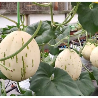 Hạt Giống Dưa Lê Ánh Sao ( Dưa Lê Sữa Hàn Quốc) 5 Hạt