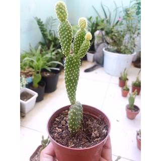 Xương rồng tai thỏ kèm chậu