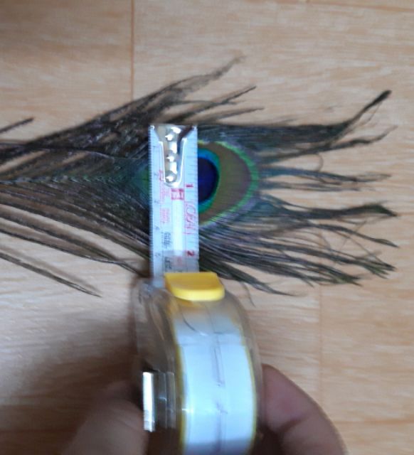 Combo 50 lông công phong thủy 20_30cm mắt vừa | BigBuy360 - bigbuy360.vn