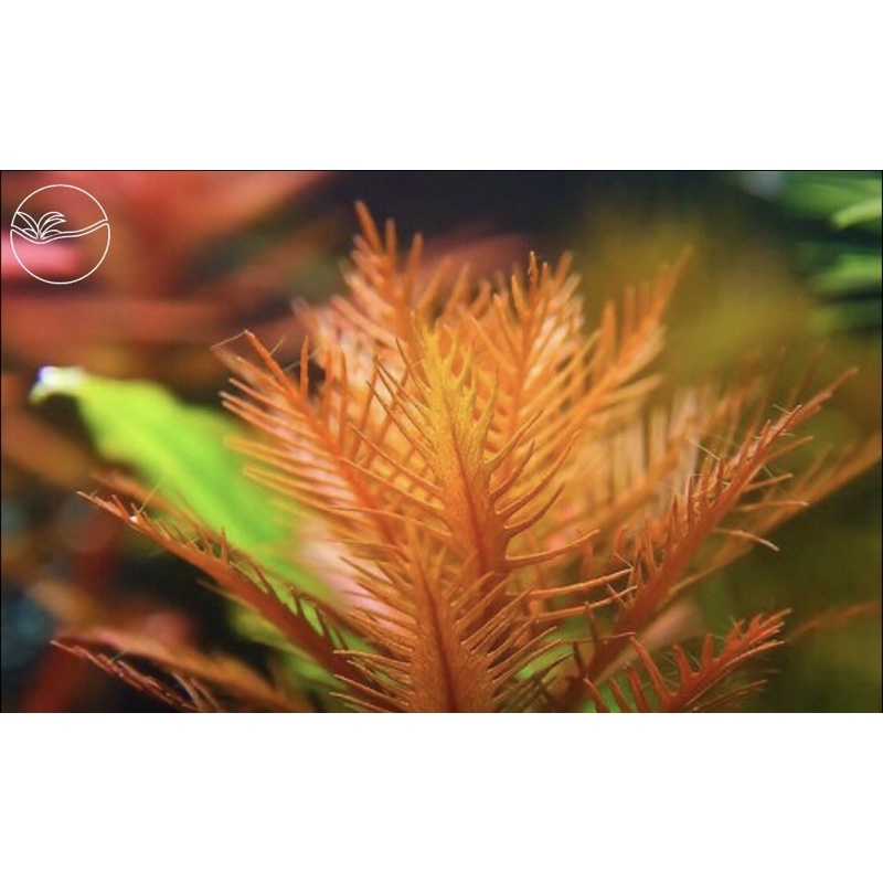 Proserpinaca palustris - Cây Lông Chim - Cây Thuỷ Sinh