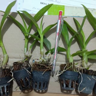 Combo 5loai lan hoa thơm cây giống con