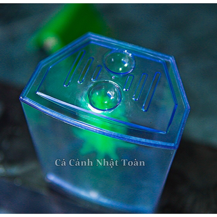 BỂ NUÔI CÁ BETTA 1 NGĂN MECA XINXIN