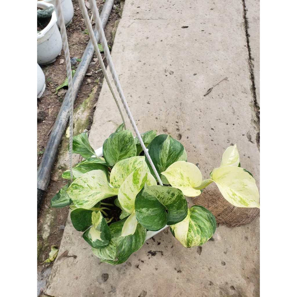Cây trầu bà Trầu Bà Manjula Pothos