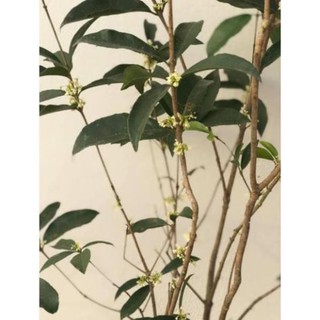 Cây mộc hương