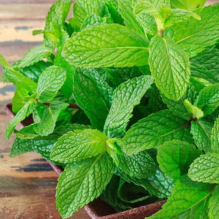 100H - HẠT GIỐNG RAU BẠC HÀ