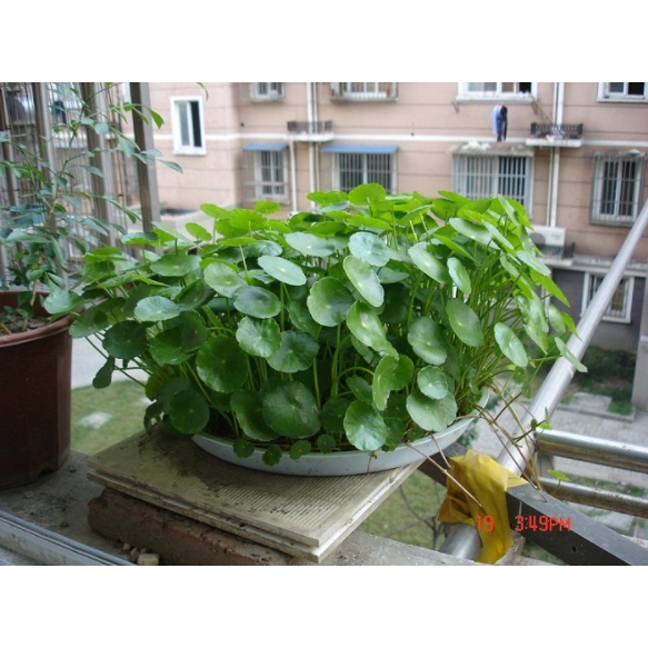 Hạt giống cây thủy sinh bán cạn rau má đồng tiền