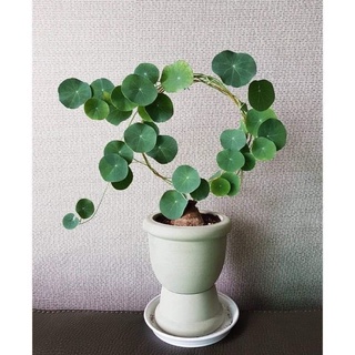 Củ Bình Vôi Thái (4 size củ)