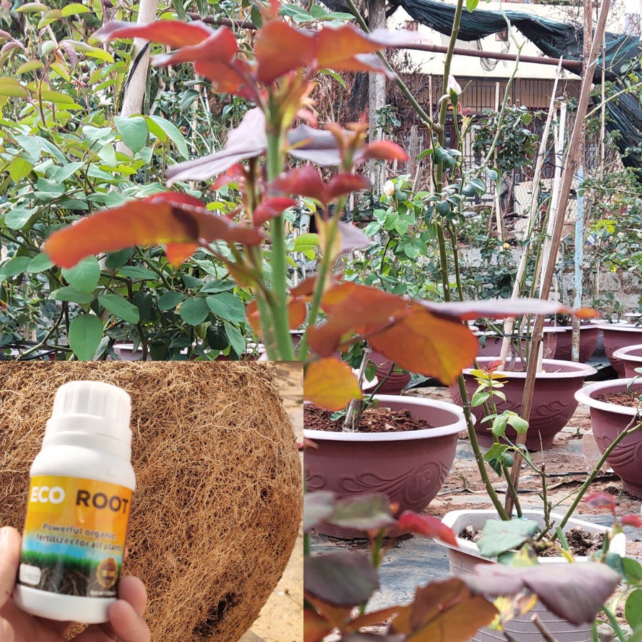 Phân bón hữu cơ Eco Root kích thích ra rễ mạnh, phục hồi sinh trưởng, thúc đẩy cây trồng phát triển khỏe mạnh chai 100ml