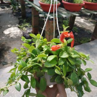 Chậu treo Hoa son môi