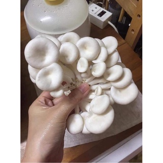 Phôi nấm bào ngư trắng
