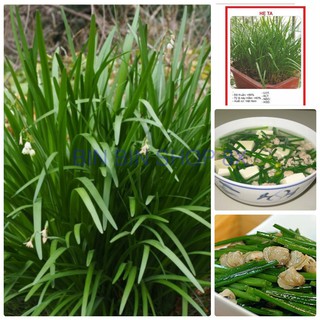 Hạt giống hẹ ta gia vị - 1 gói 2gr - HG1