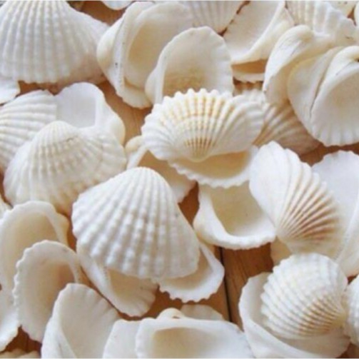 Bột Vỏ Sò Dưỡng Trắng Mịn Da Handmade
